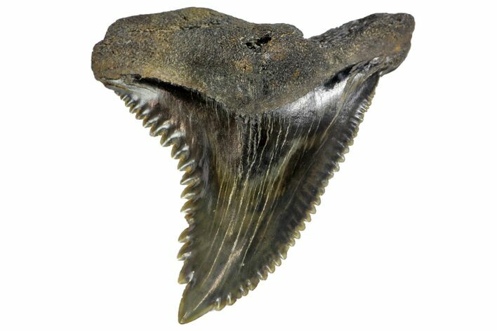 Serrated, Fossil Shark (Hemipristis) Tooth #142458